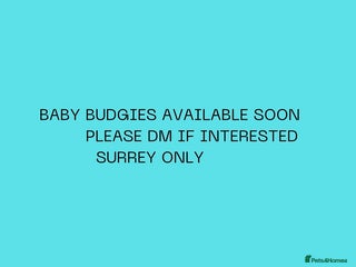 Budgerigars birds Handreared baby budgies - Advert 6