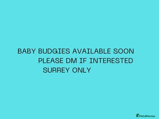 Budgerigars birds Handreared baby budgies - Advert 11