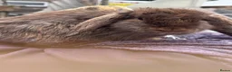Mini Lop rabbits for sale: Bunnies  in Pembroke - Advert 2