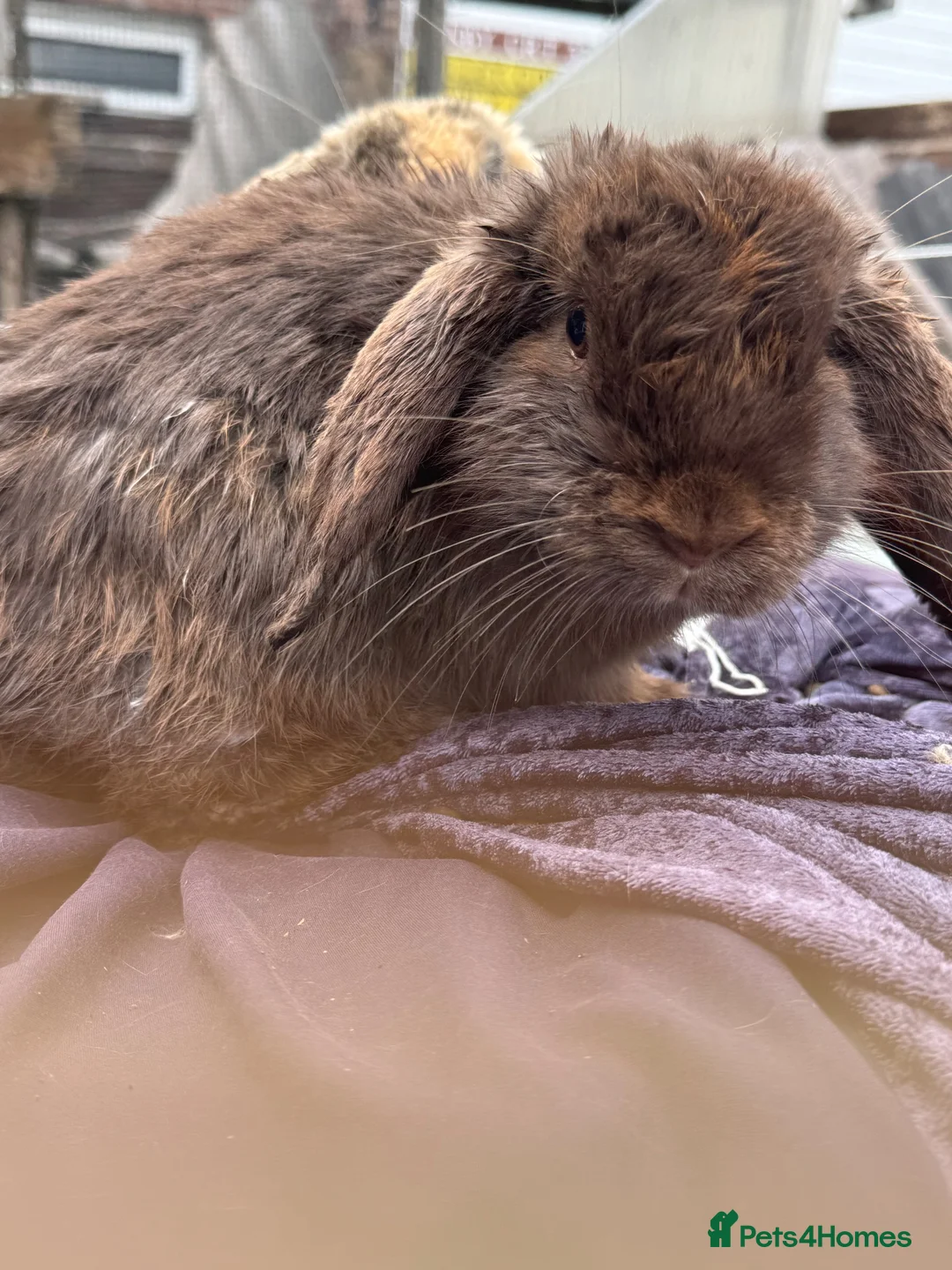 Mini Lop rabbits for sale: Bunnies  in Pembroke - Advert 2