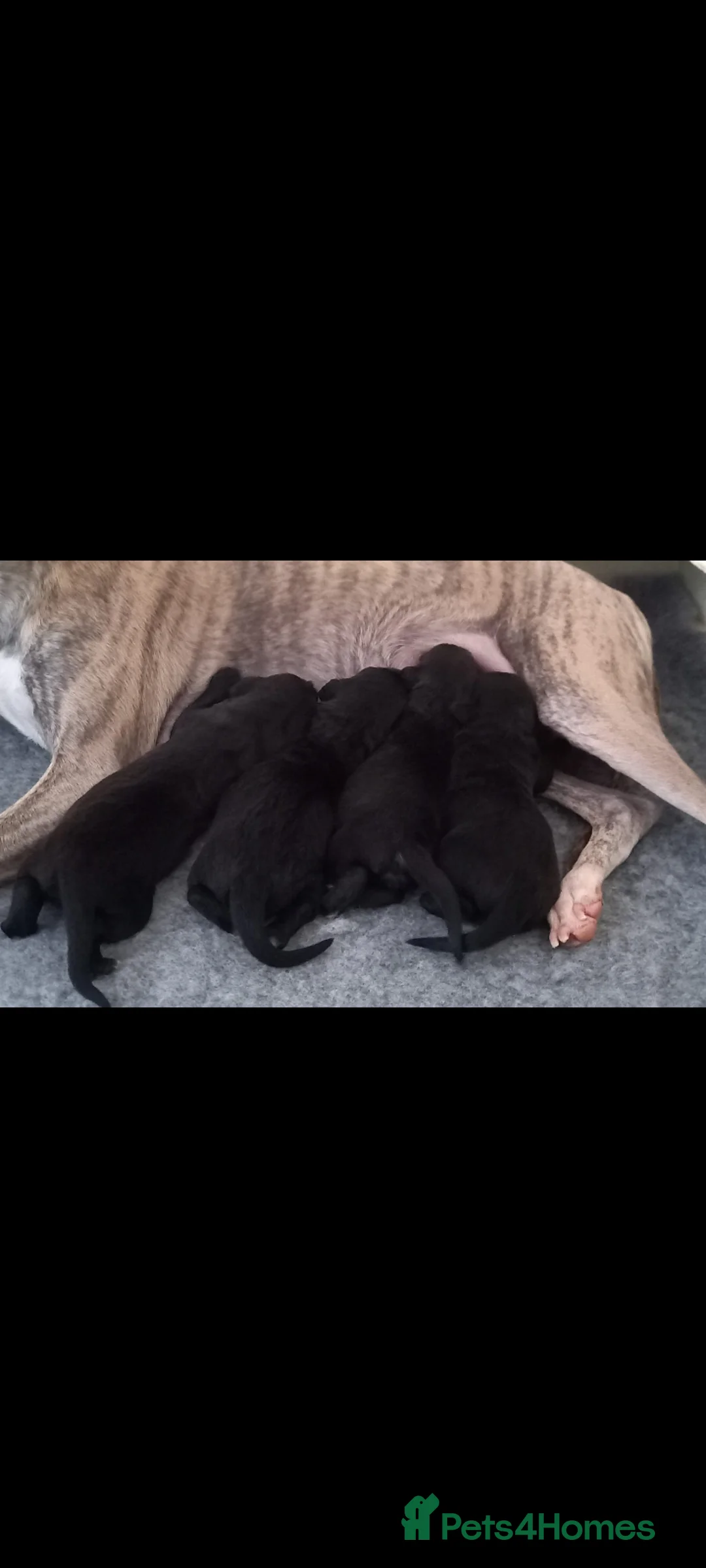 Bedlington Terrier dogs for stud: Blue.  Bedlington terrier for stud  CT Clear   in Chesterfield - Advert 26