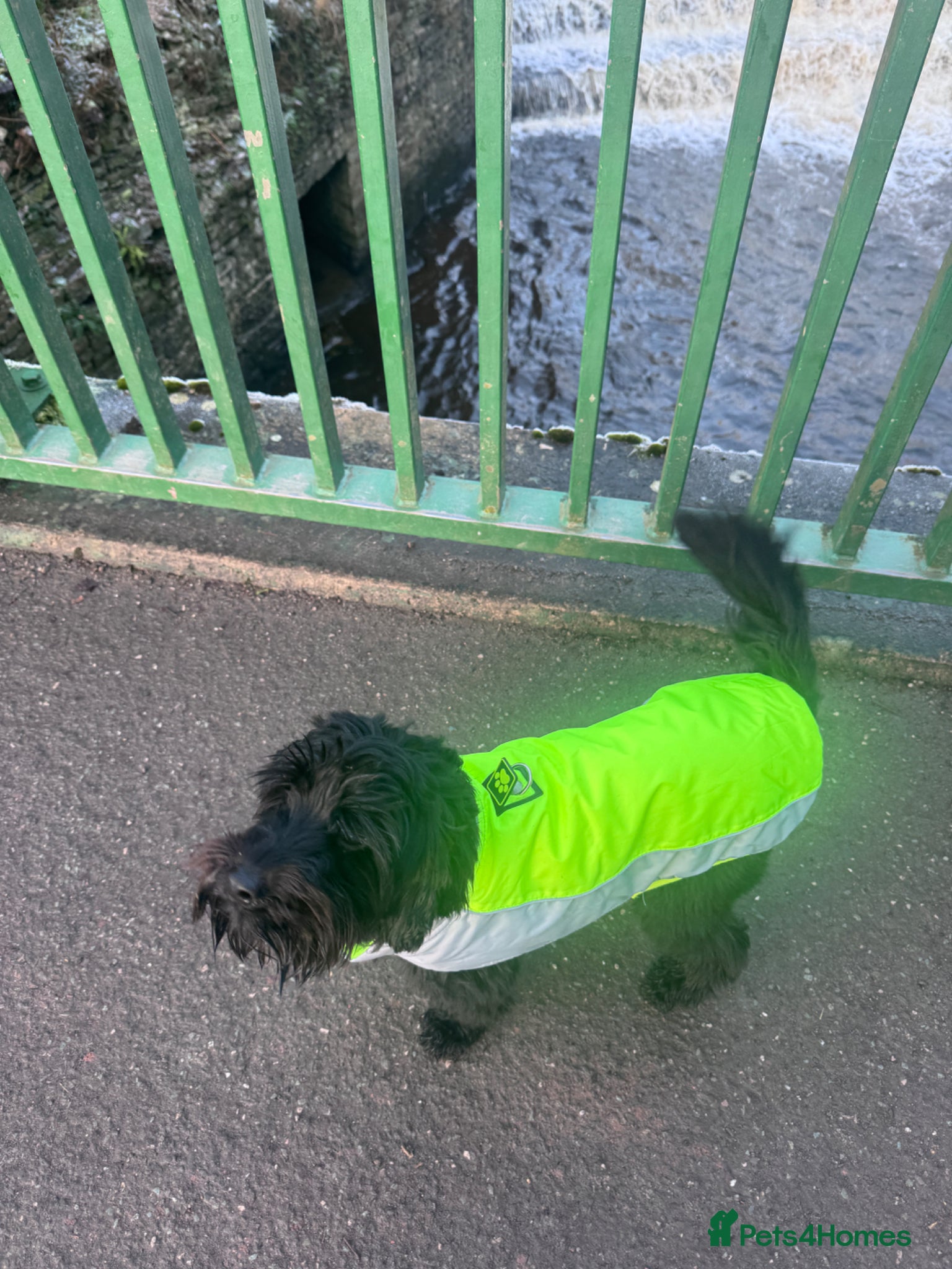 Cockapoo dogs for sale: Ronnie  in Stockport - Advert 5