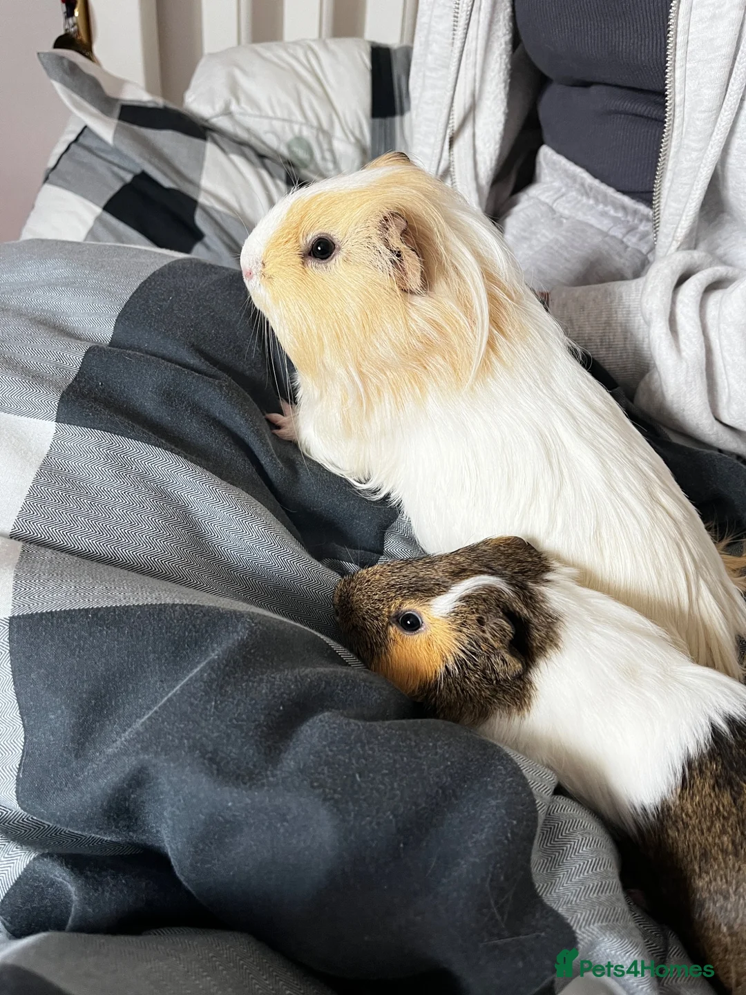 Guinea Pig rodents for sale: Kiki and Pops  in Glasgow - Advert 1