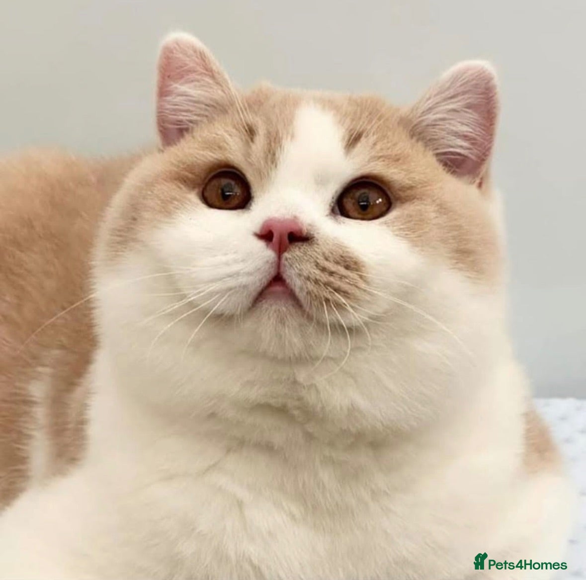 British Shorthair cats Stunning British Shorthair kittens  - Advert 5