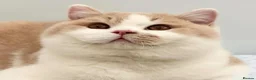 British Shorthair cats for sale: Stunning British Shorthair kittens  - Advert 27