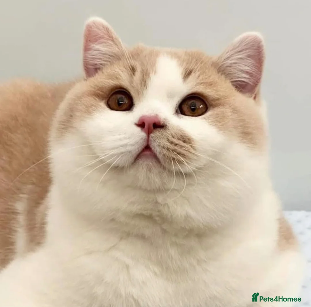British Shorthair cats for sale: Stunning British Shorthair kittens  - Advert 27