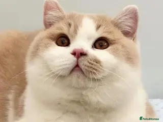 British Shorthair cats Stunning British Shorthair kittens - Advert 5