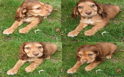 Cocker Spaniel dogs for sale: Ready Now Kc Reg Cocker Spaniel Puppies  - Image 4