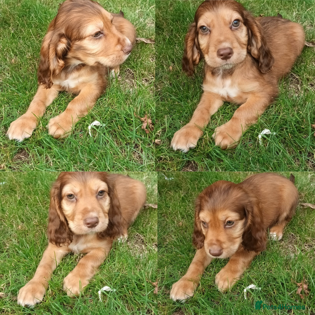 Cocker Spaniel dogs for sale: Ready Now Kc Reg Cocker Spaniel Puppies  - Image 4