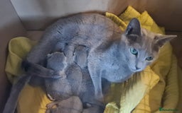 Russian Blue cats for sale: GCCF ACTIVE RUSSIAN QUEEN - Advert 2