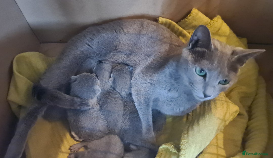 Russian Blue cats for sale: GCCF ACTIVE RUSSIAN QUEEN - Advert 2