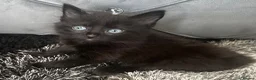 Mixed Breed cats for sale: Beautiful fluffy black and white kittens  - Advert 11