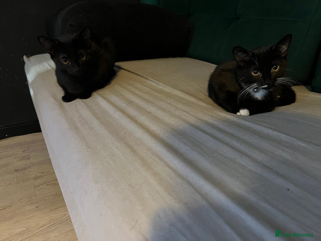 Bombay cats for sale: Bombay Girl Kittens Looking for Loving Homes  - Advert 8