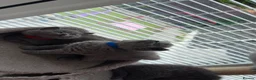 British Shorthair cats for sale:     Blue British Shorthair Kittens Available Now - Advert 9