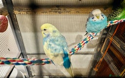 Budgerigars birds for sale: Budgies for sale - Image 36