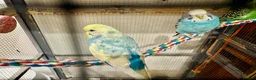 Budgerigars birds for sale: Young Budgies for sale - Advert 36
