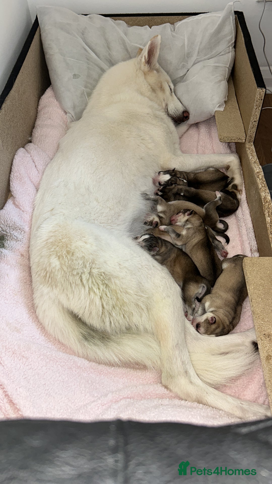 Siberian Husky dogs for sale: Husky puppies  - Image 4