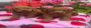Cockapoo 1