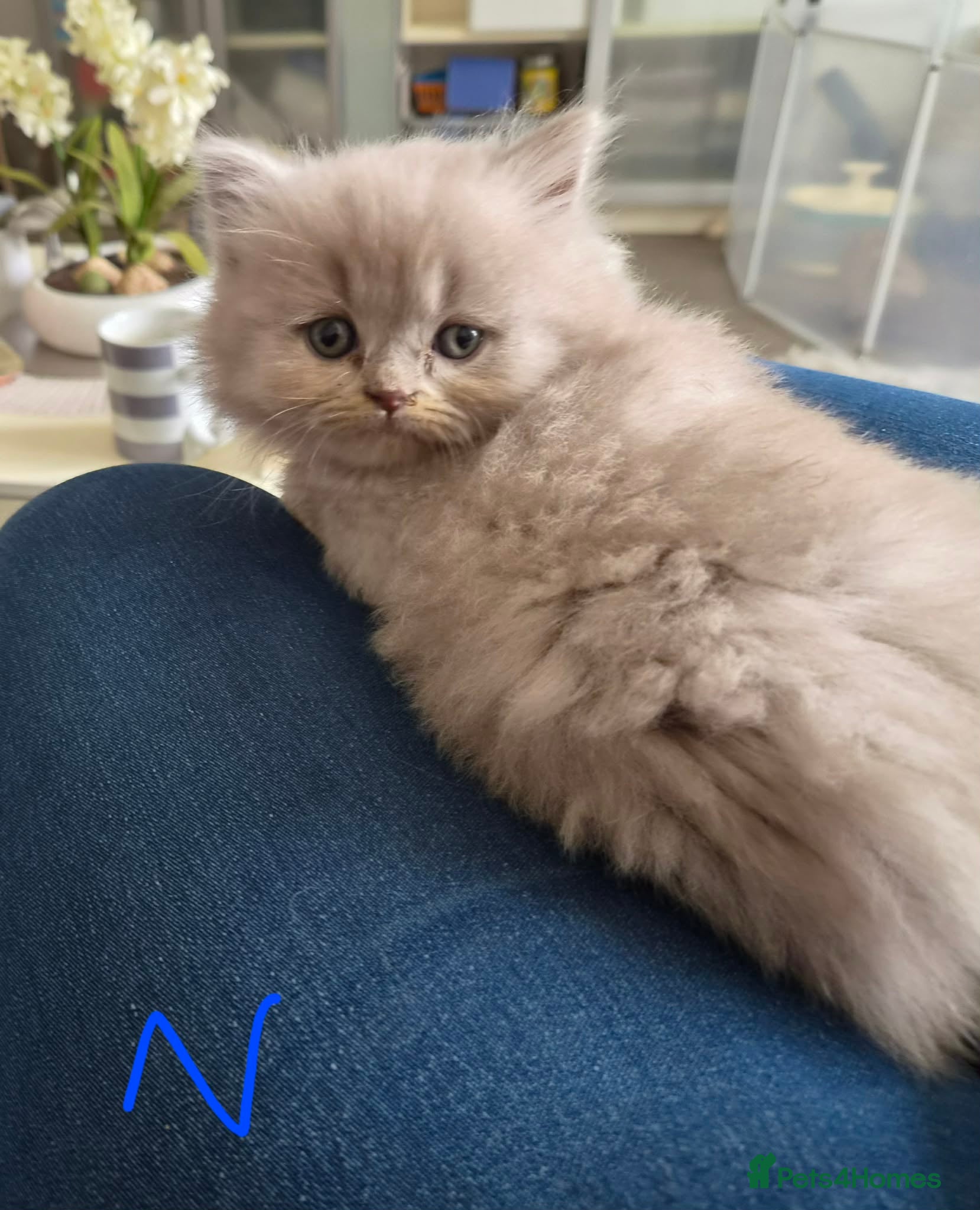 British Longhair cats HEALTH TESTED LILAC (GREY) BRITISH LONGHAIR - Advert 2