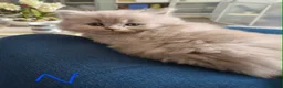 British Longhair cats for sale: LAST ONE! HEALTH TESTED LILAC BRITISH LONGHAIR - Advert 1