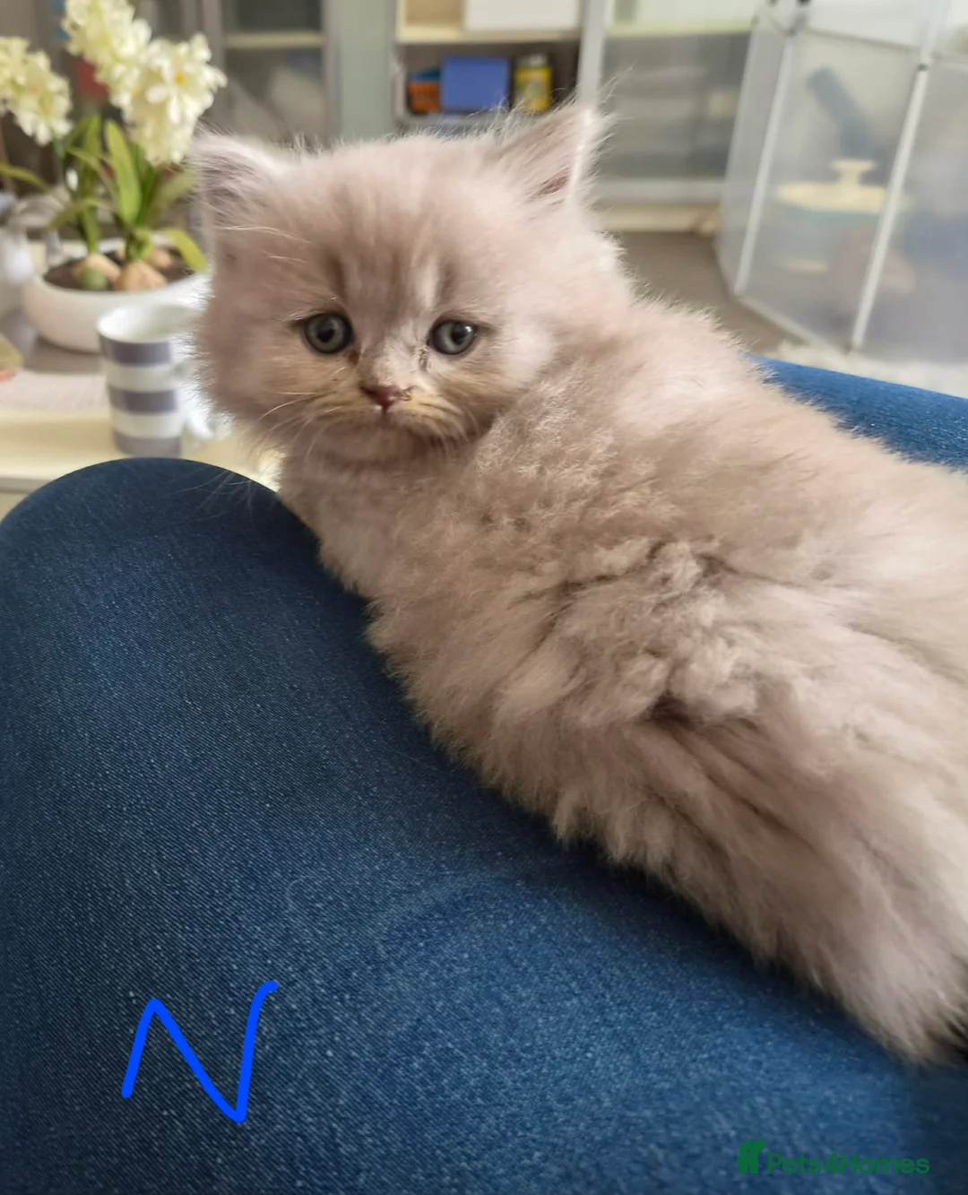 British Longhair cats for sale: LAST ONE! HEALTH TESTED LILAC BRITISH LONGHAIR - Advert 1