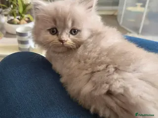 British Longhair cats HEALTH TESTED LILAC (GREY) BRITISH LONGHAIR - Advert 2