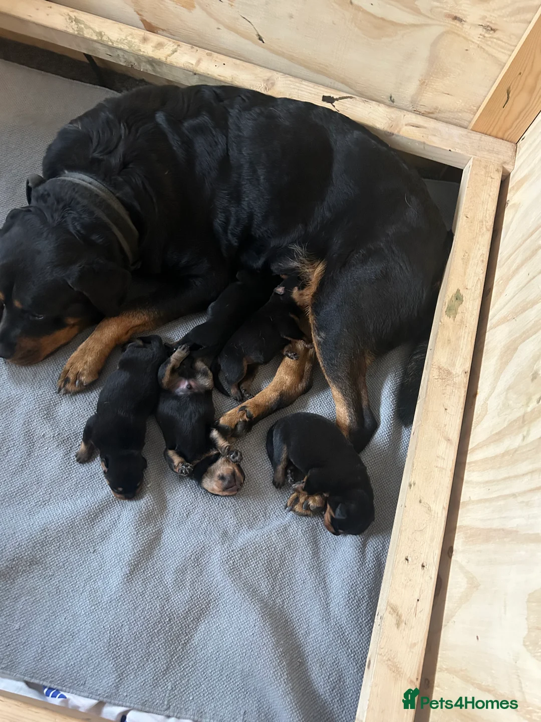 Rottweiler dogs for sale: Chunky Rottweiler puppies  in Sheffield - Advert 2