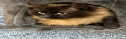 British Longhair cats for sale: Gorgeous British Long Hair X Ragdoll kittens  - Advert 21