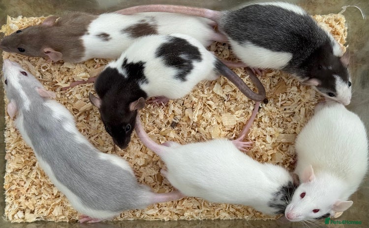 Rat rodents - Advert 2