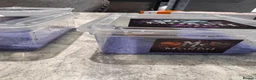 Frog reptiles for sale: Amazon Milkfrogs  - Advert 4