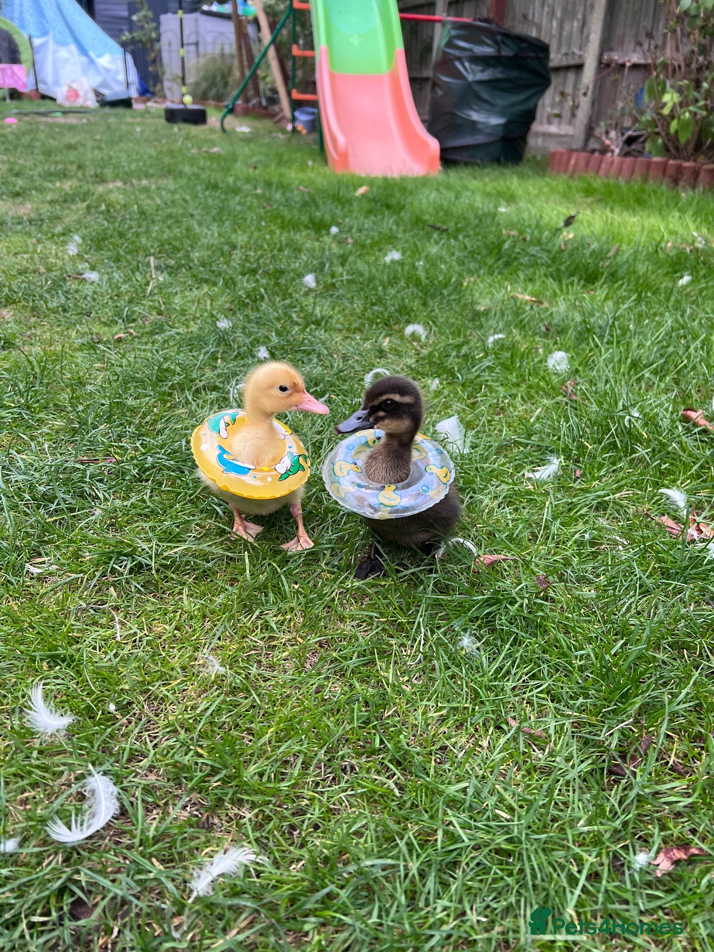 Ducks poultry Mixed breed ducklings - Advert 9