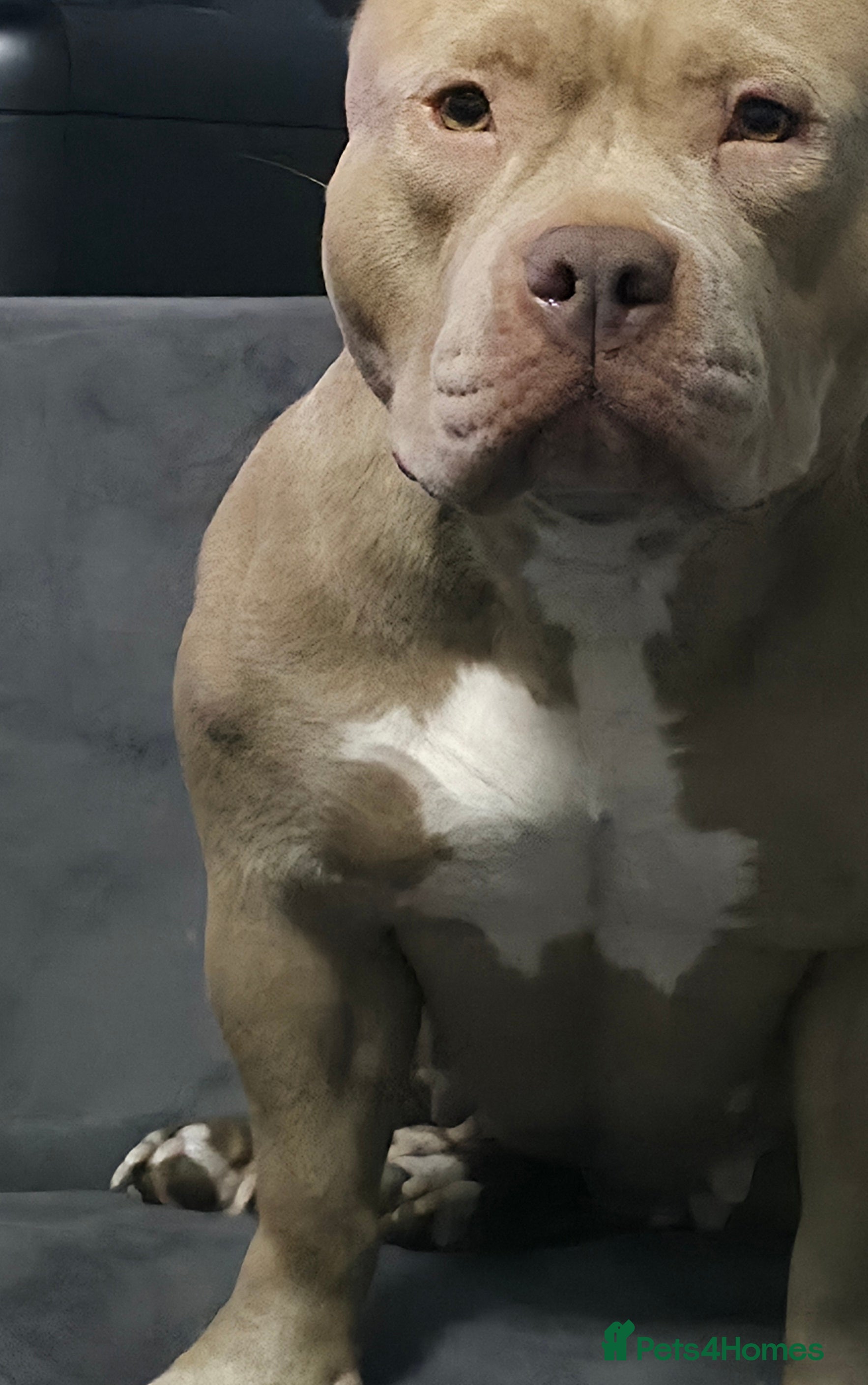 American Bully dogs Exclusive American Bully Pocket Premium Line - Advert 1