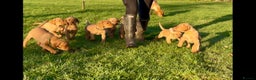 Mixed Breed dogs for sale: Stunning quality Vizslador puppies  - Advert 2