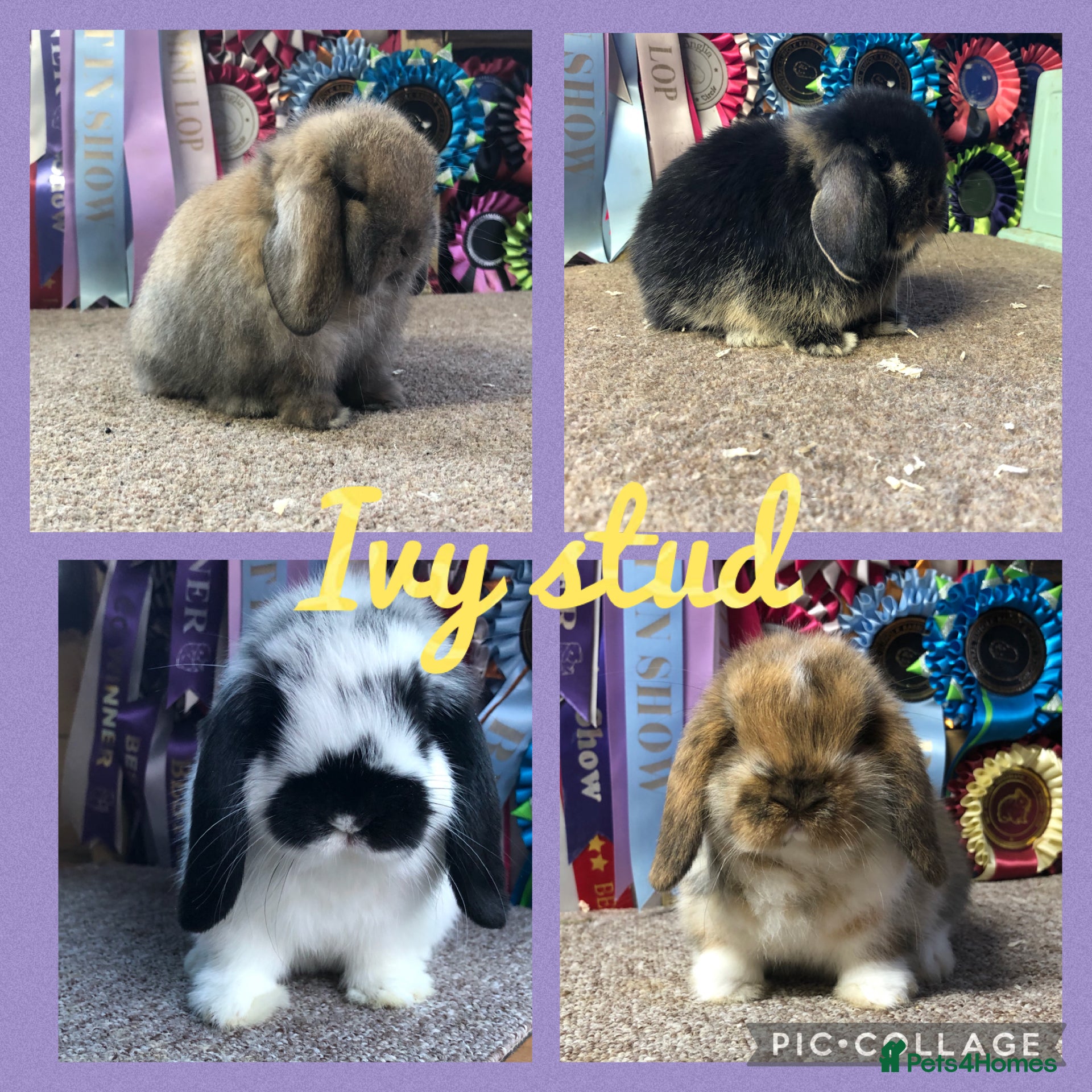 mini plush lop for sale