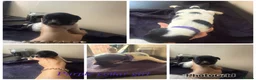 Jack Russell dogs for sale: 5 stunning jack russell puppies  - Advert 5