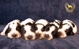 Cocker Spaniel dogs for sale: BEAUTIFUL SHOW TYPE BLUE ROANS - Image 15
