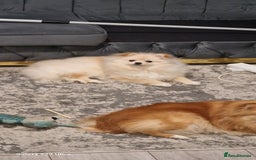 Pomeranian dogs for sale: pomerian  - Advert 3