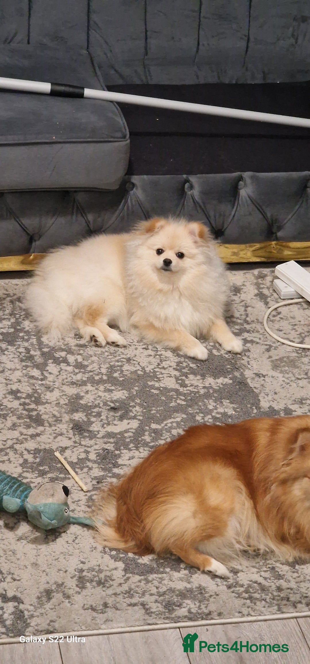 Pomeranian dogs for sale: pomerian  - Advert 3