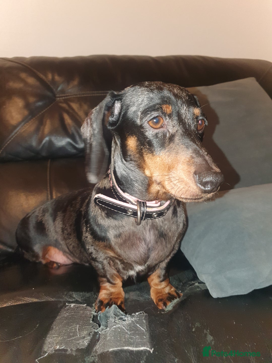 Miniature Dachshund dogs for sale: Minature dachshunds - Advert 2