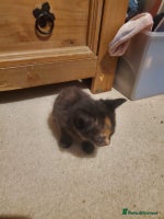 British Shorthair cats - Advert 2