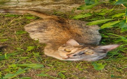 Domestic Shorthair cats for sale: Maine coon cross 18mnth female - Image 2