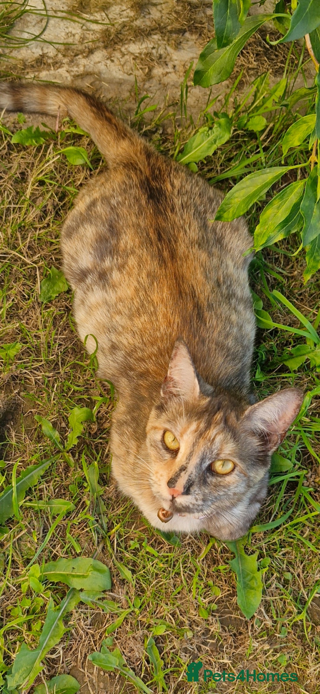 Domestic Shorthair cats for sale: Maine coon cross 18mnth female - Image 2