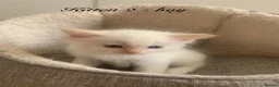 Ragdoll cats for sale: 🐾 Six Adorable Purebred Ragdoll Kittens 🐾 - Advert 27