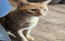Domestic Shorthair cats for sale: Beautiful cats need rehoming  - Image 6