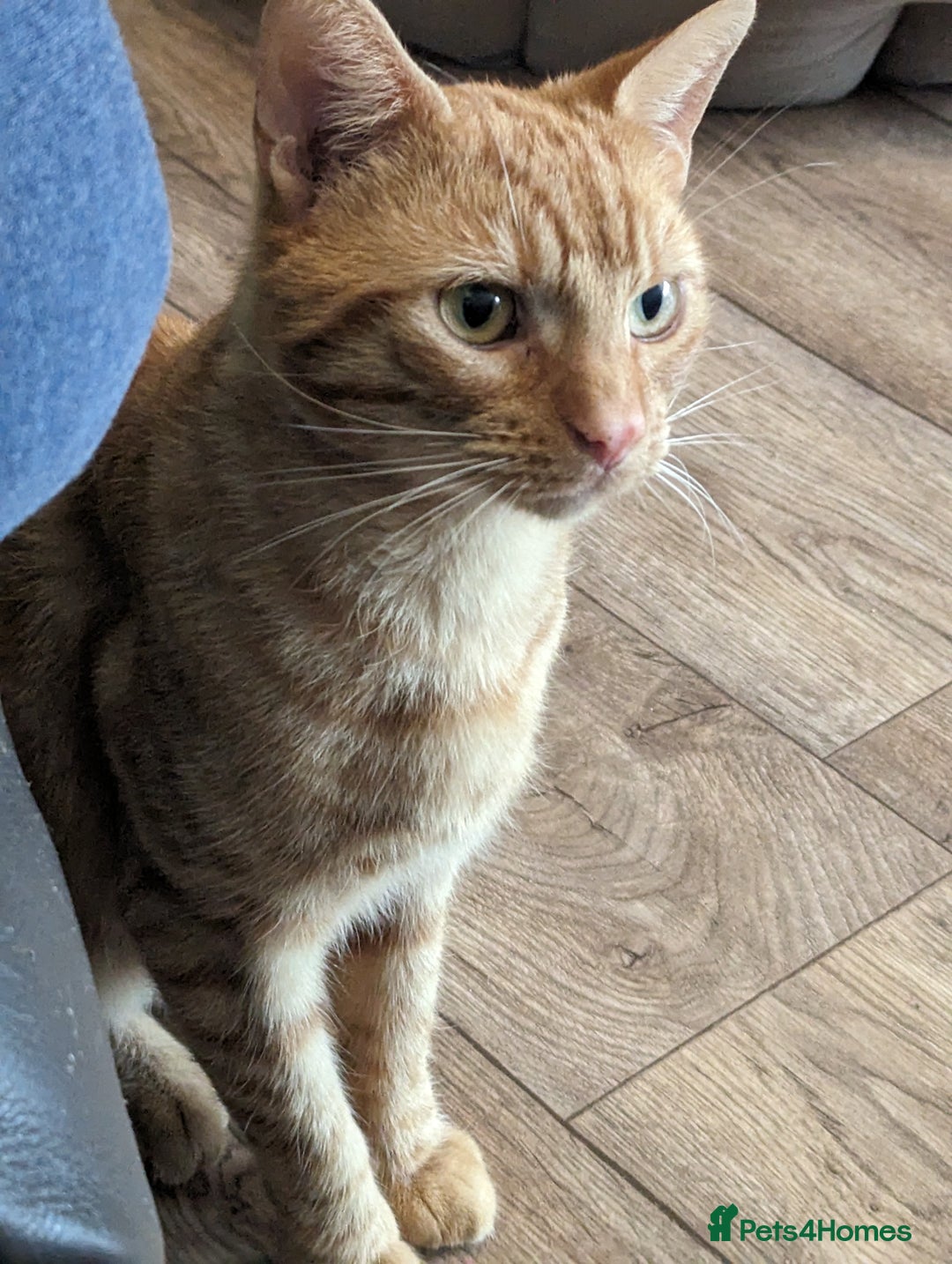 Domestic Shorthair cats for sale: Beautiful cats need rehoming  - Image 6