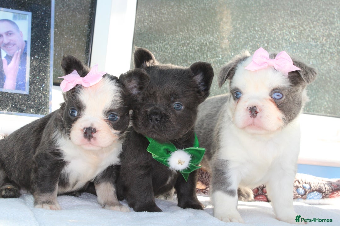 French Bulldog dogs for sale: Fluffy frenchie ready to leave  - Advert 10