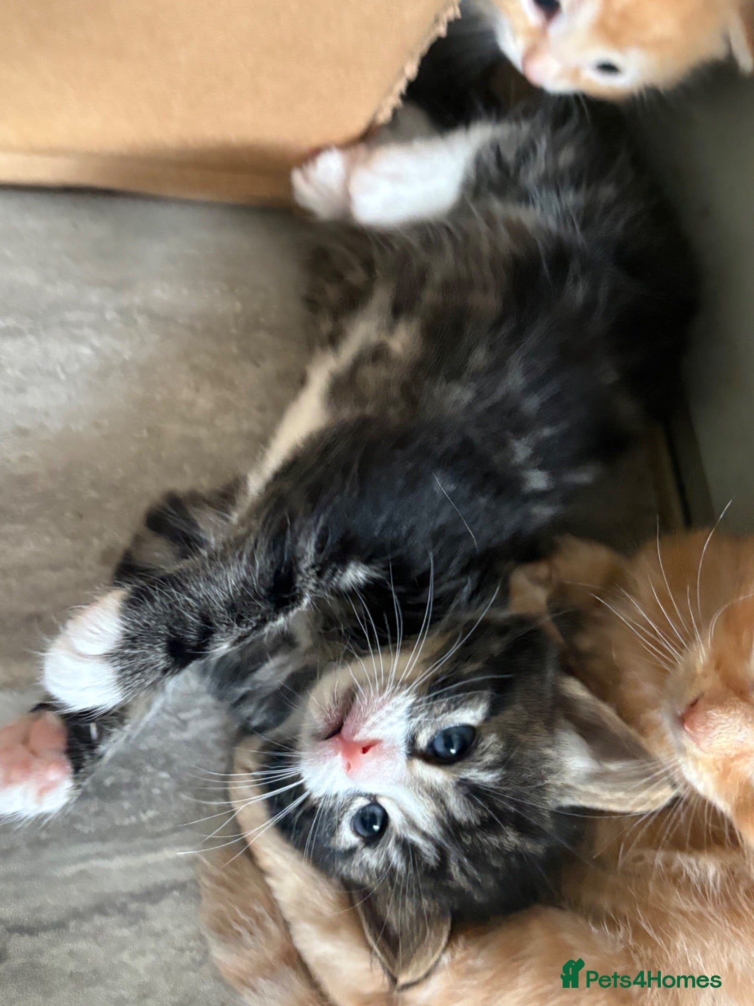 Mixed Breed cats Beautiful Ragdoll Cross Kittens - Advert 2
