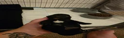 Cockapoo dogs for sale: 2 beautiful 3/4 poodle puppies  - Advert 7