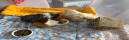 Guinea Pig rodents for sale: 3 bonded female guinea pigs - Advert 4