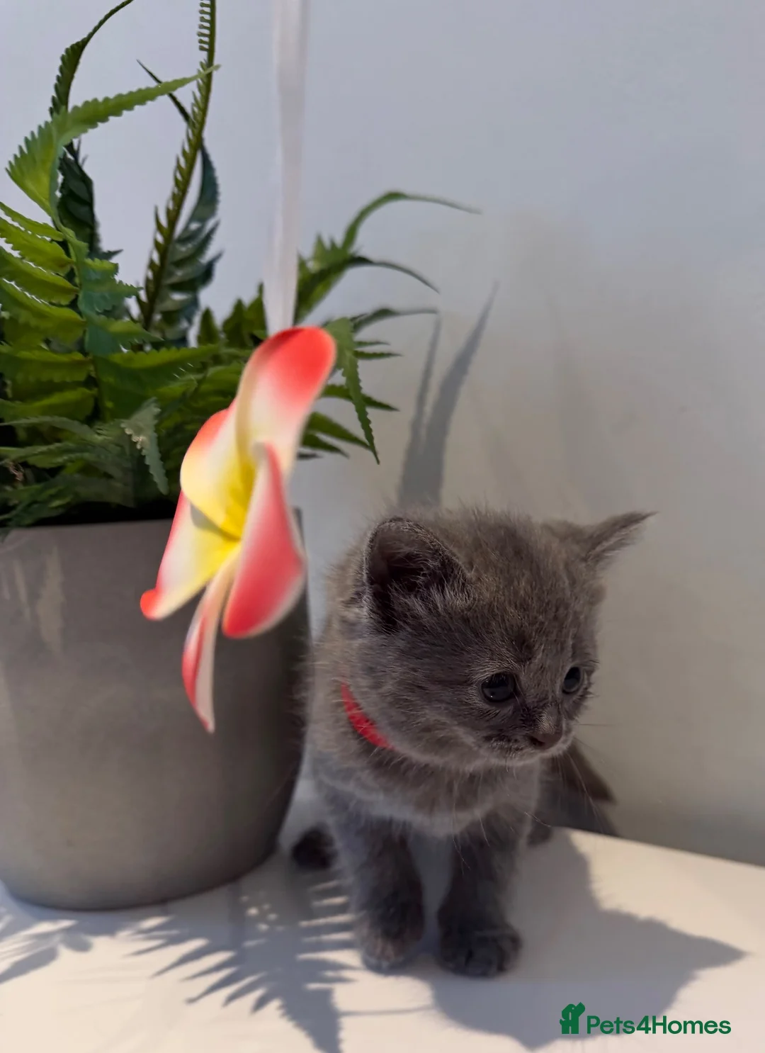 Scottish Fold cats for sale: Scottish kittens  in Rugby - Advert 2